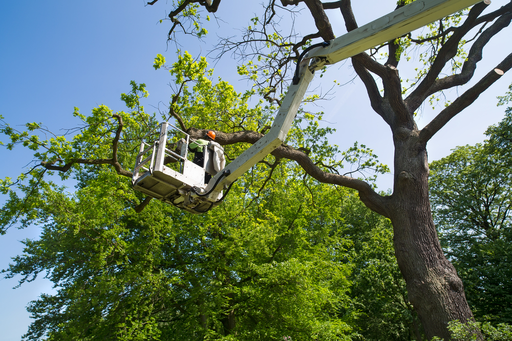 best time to trim trees Charlotte